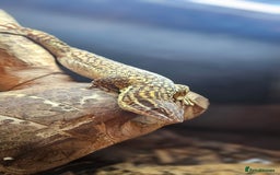 Monitor reptiles for sale: Beautiful young Monitor Lizard - Image 1