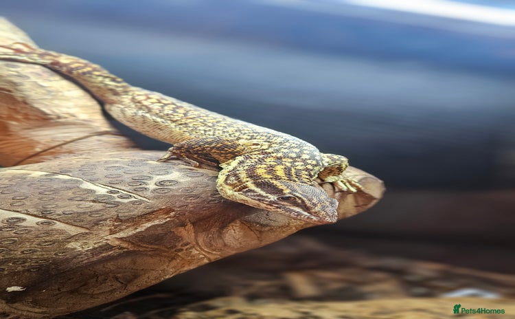 Monitor reptiles - Advert 1