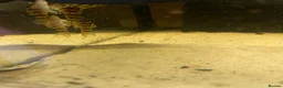 Plecos fish for sale: L134 leopard frog pleco - Advert 2