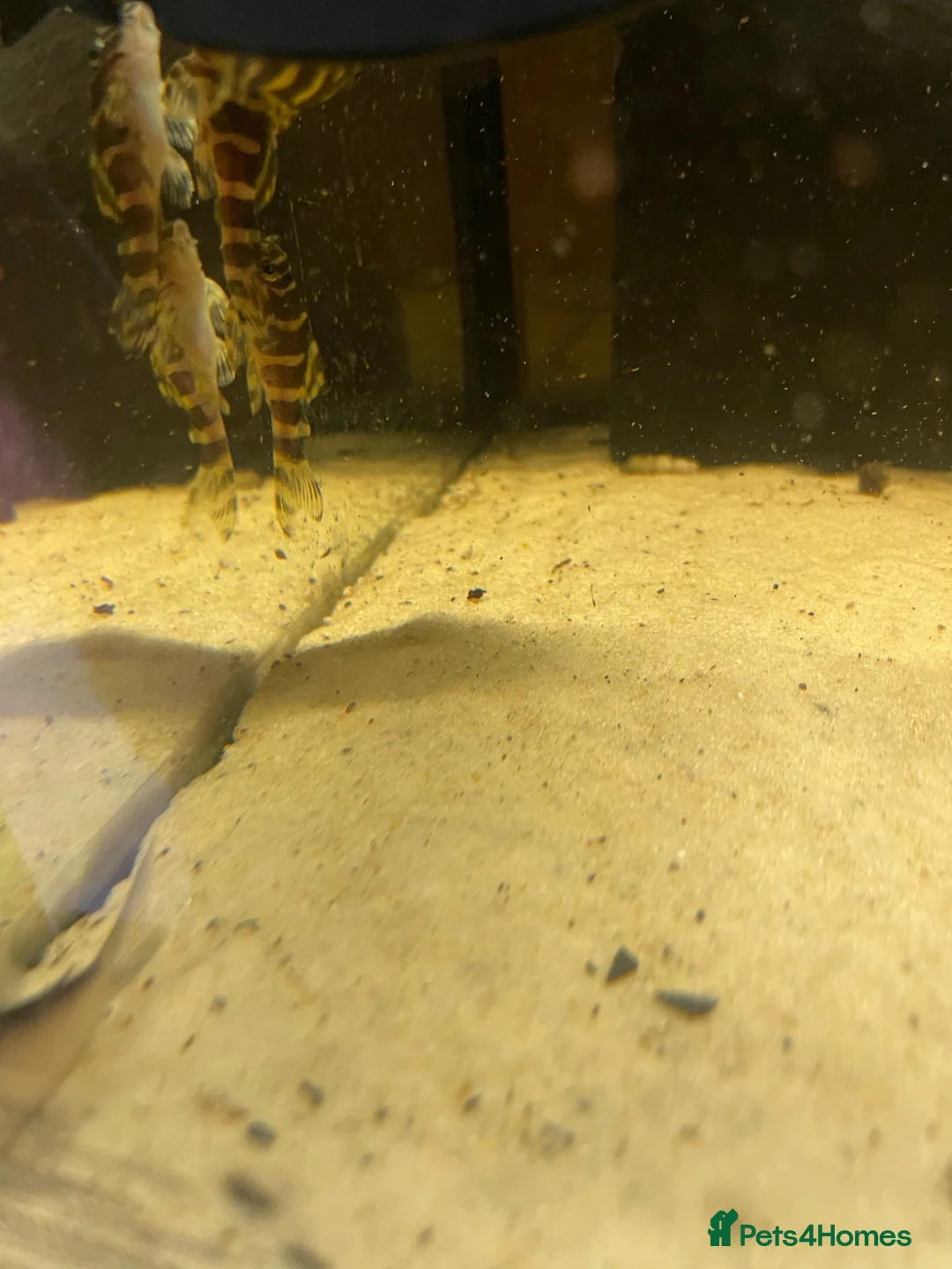 Plecos fish for sale: L134 leopard frog pleco - Advert 2