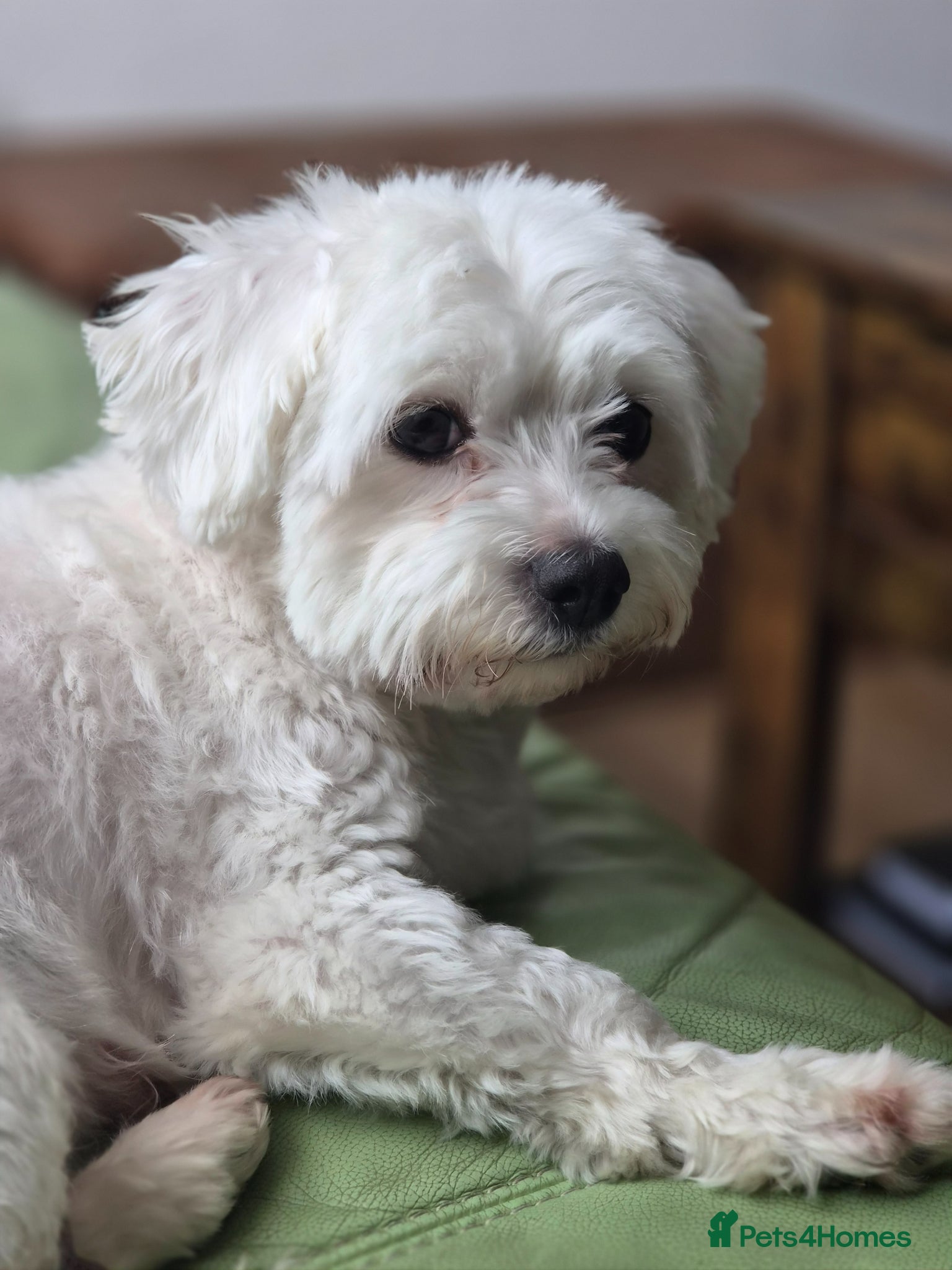 Maltese dogs Beautiful Maltese pupies - Advert 1