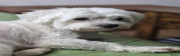Maltese dogs for sale: Sold  - Advert 11