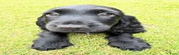 Cocker Spaniel dogs for sale: *Beautiful Litter Of Cockerspaniels* - Advert 30