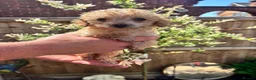 Toy Poodle dogs for sale: Beautiful Litter of Toy Poodle Pups  - Advert 6