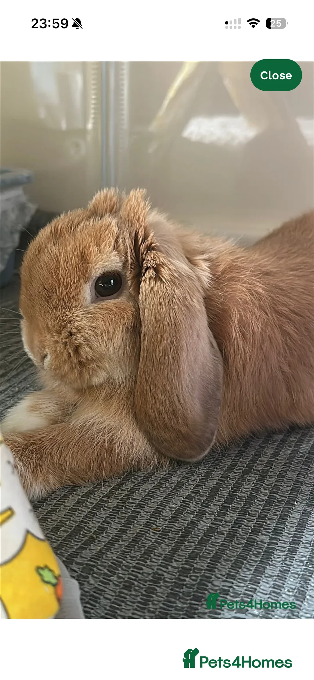 Mini Lop rabbits for sale: RESERVED-Leo-Adorable 10 months old mini lop male - Advert 2
