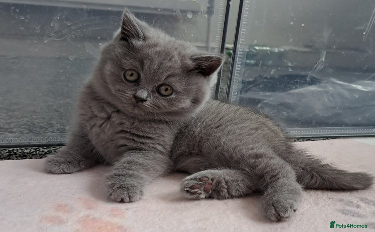 British Shorthair cats - Advert 1