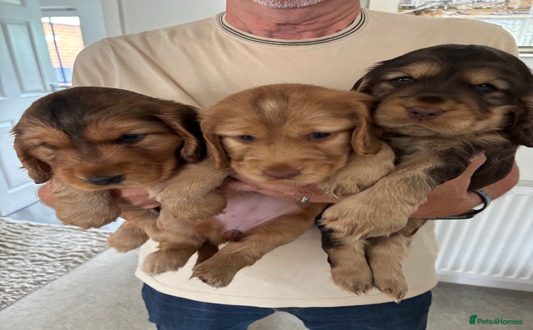Cocker Spaniel dogs - Advert 12