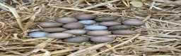 Quail poultry for sale: Chinese Painted/Button Quail Eggs for Sale - Advert 2