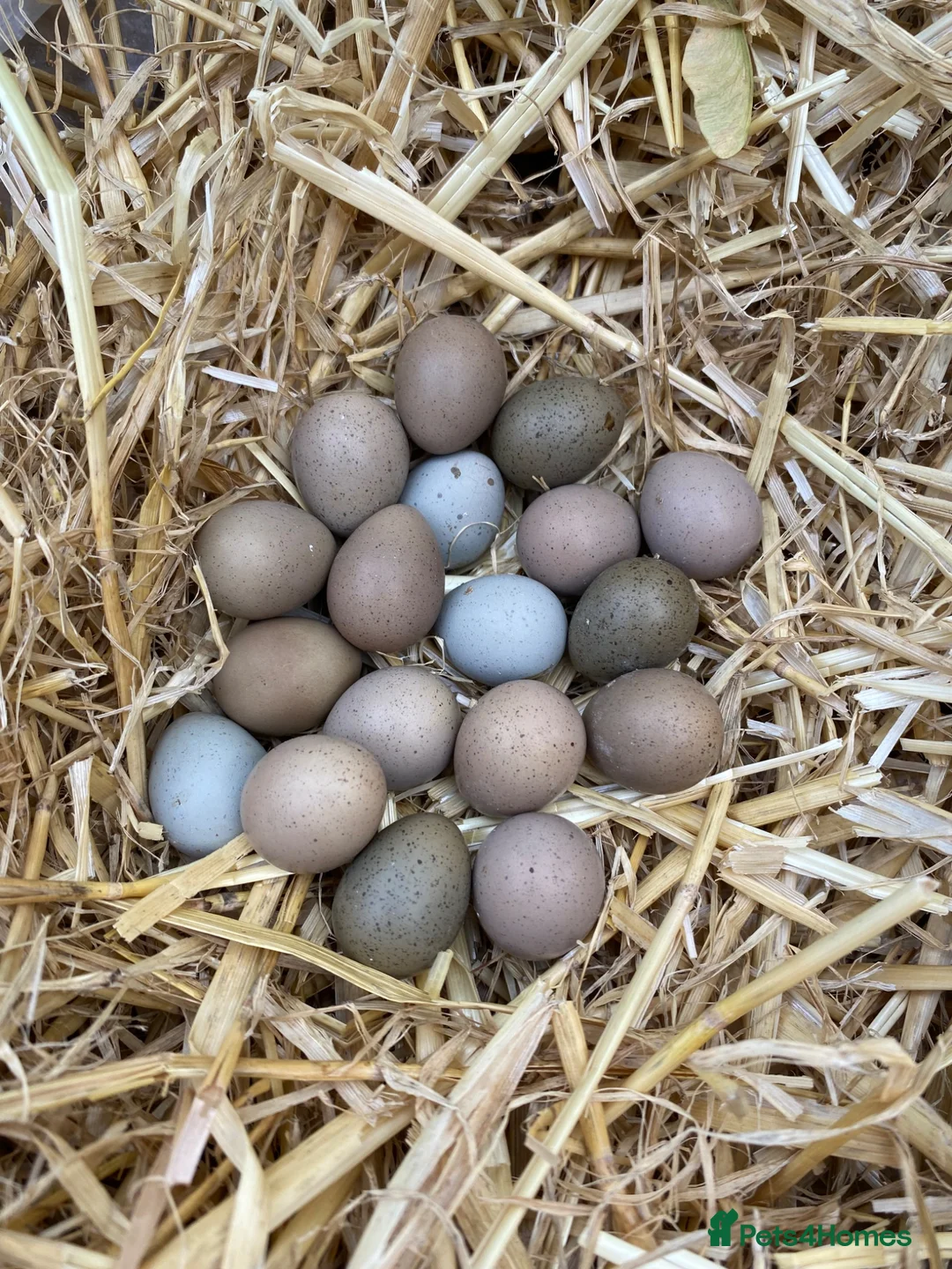 Quail poultry for sale: Chinese Painted/Button Quail Eggs for Sale - Advert 2