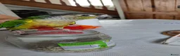 Conures birds for sale: Green Cheek Conure  in Sheffield - Advert 3
