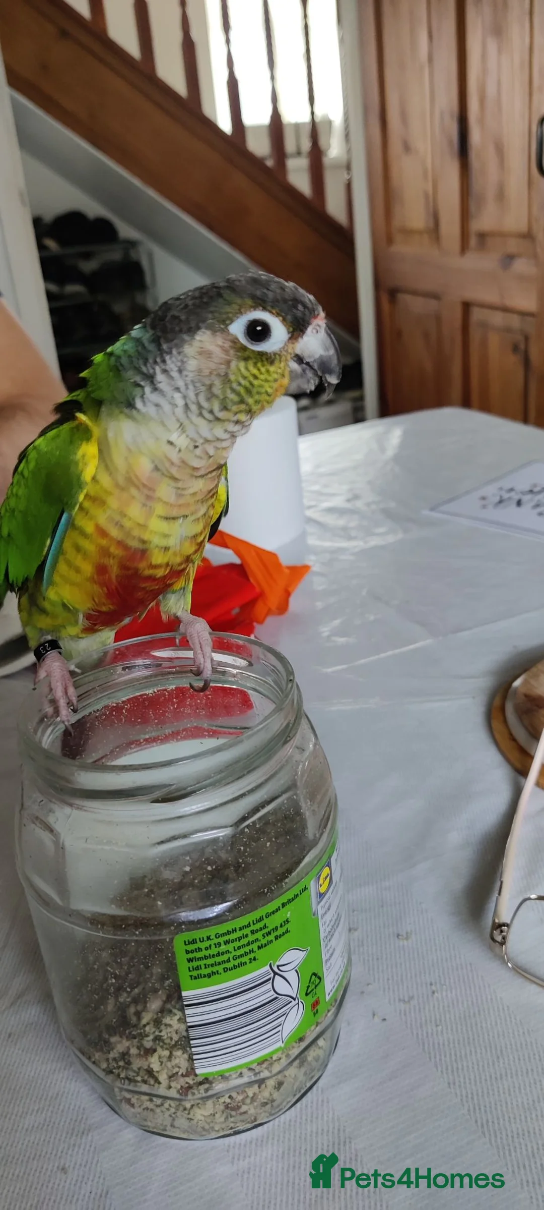 Conures birds for sale: Green Cheek Conure  in Sheffield - Advert 3