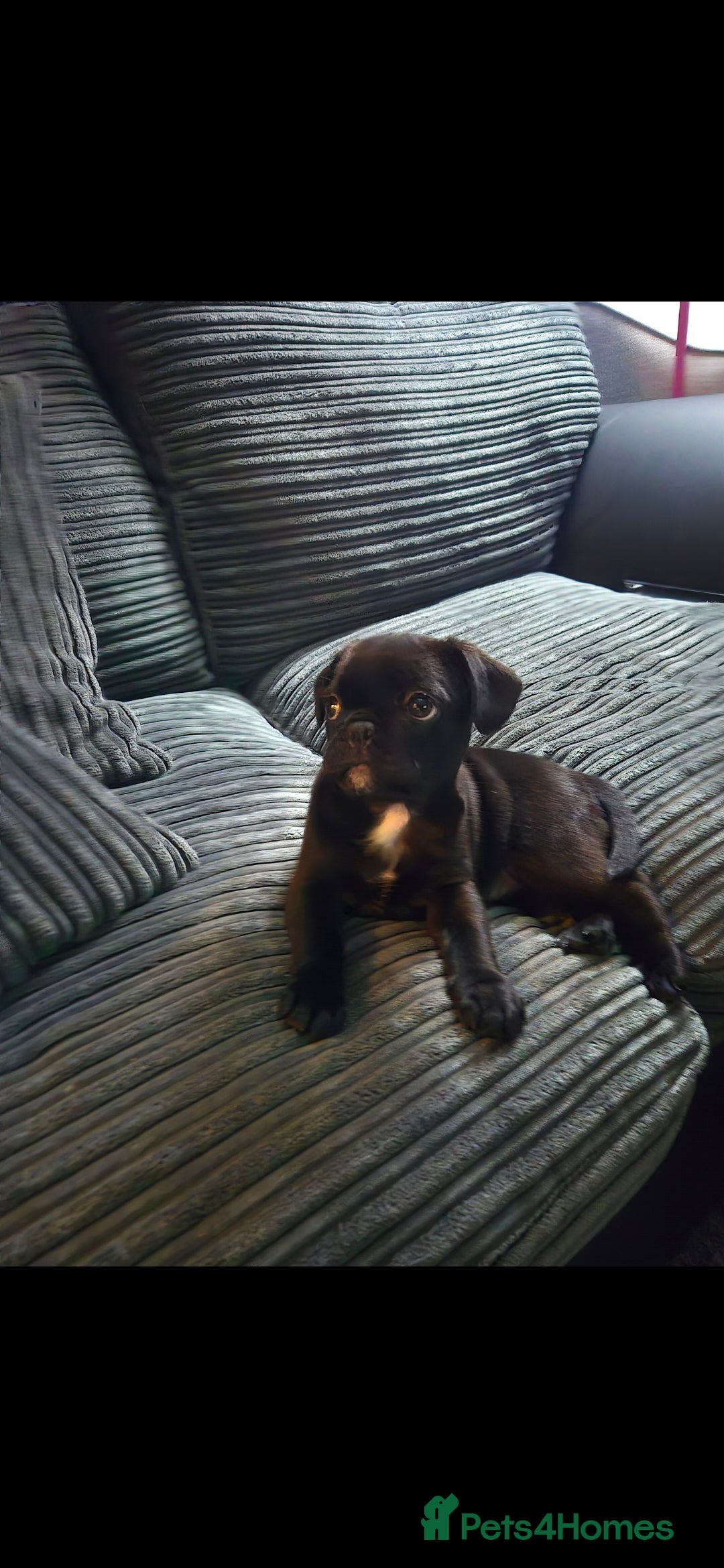 Frug dogs 4 month old male frug in Lincoln - Advert 2
