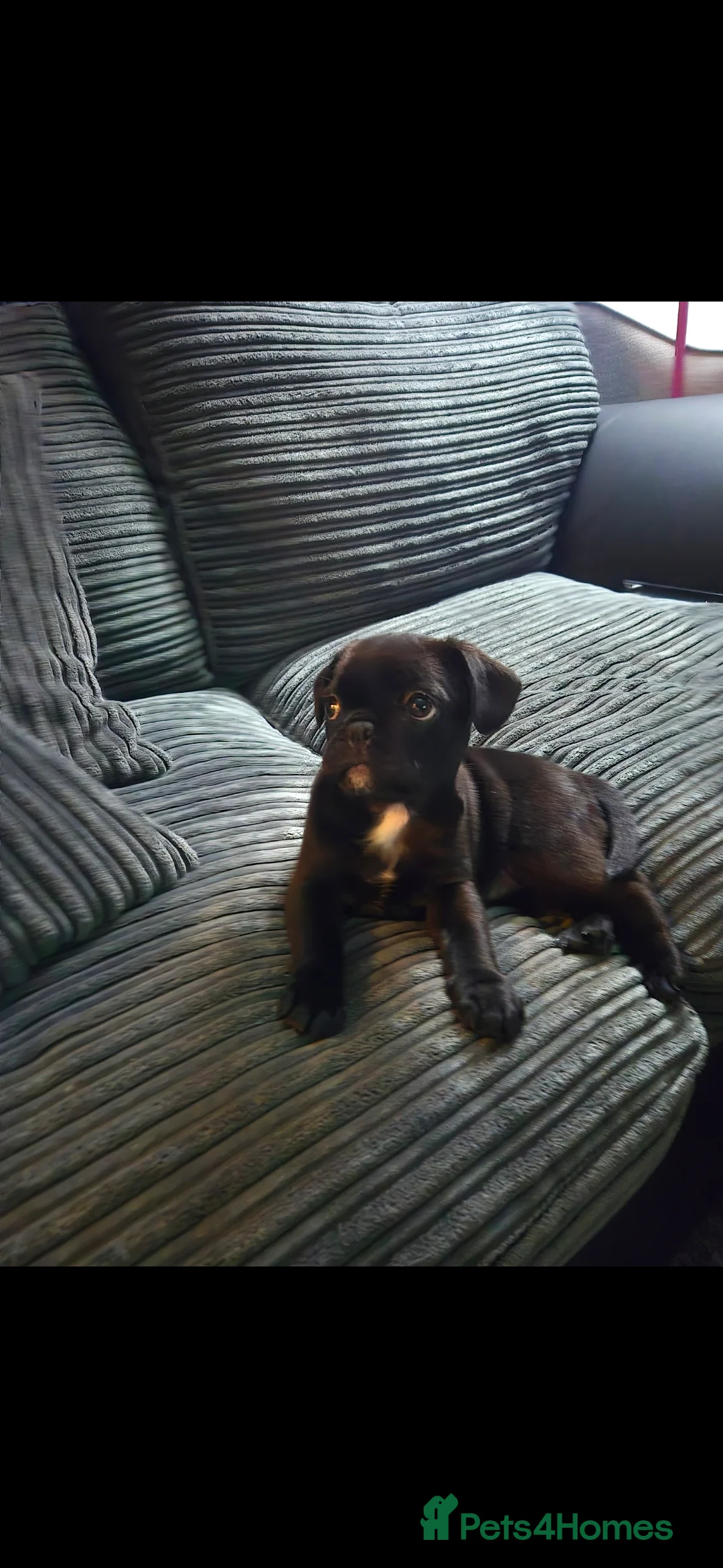 Frug dogs for sale: 4 month old male frug in Lincoln - Advert 1