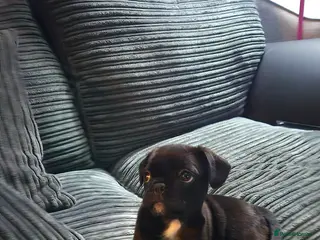 Frug dogs 4 month old male frug in Lincoln - Advert 2