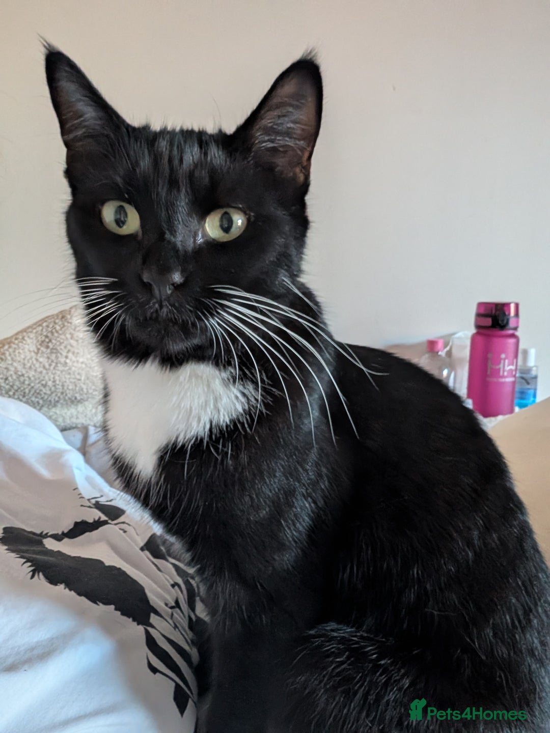 British Shorthair cats for sale: 2 year old black and white cat - Image 1
