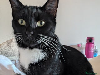 British Shorthair cats - Advert 33