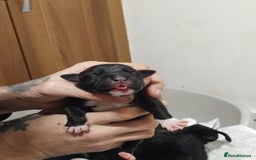 Mixed Breed dogs for sale: Staffordshire bull terrier cross - Advert 5