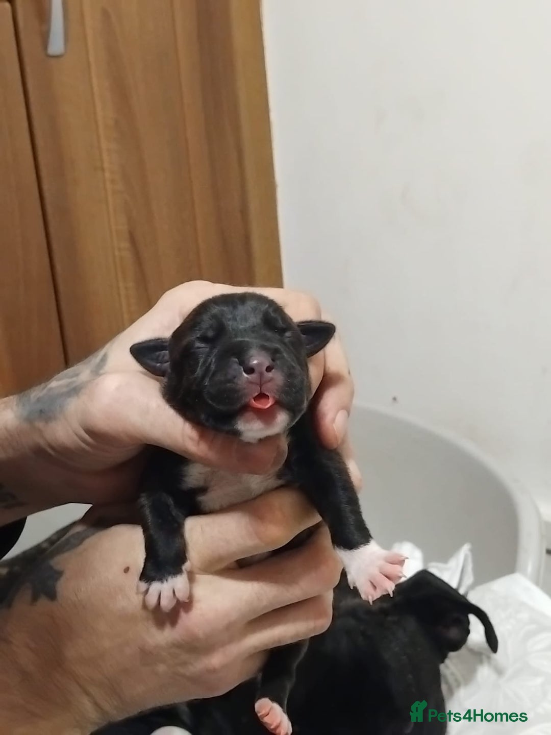 Mixed Breed dogs for sale: Staffordshire bull terrier cross - Advert 5