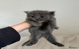 British Longhair cats for sale: 3 Grey British Longhair Kittens - Image 3