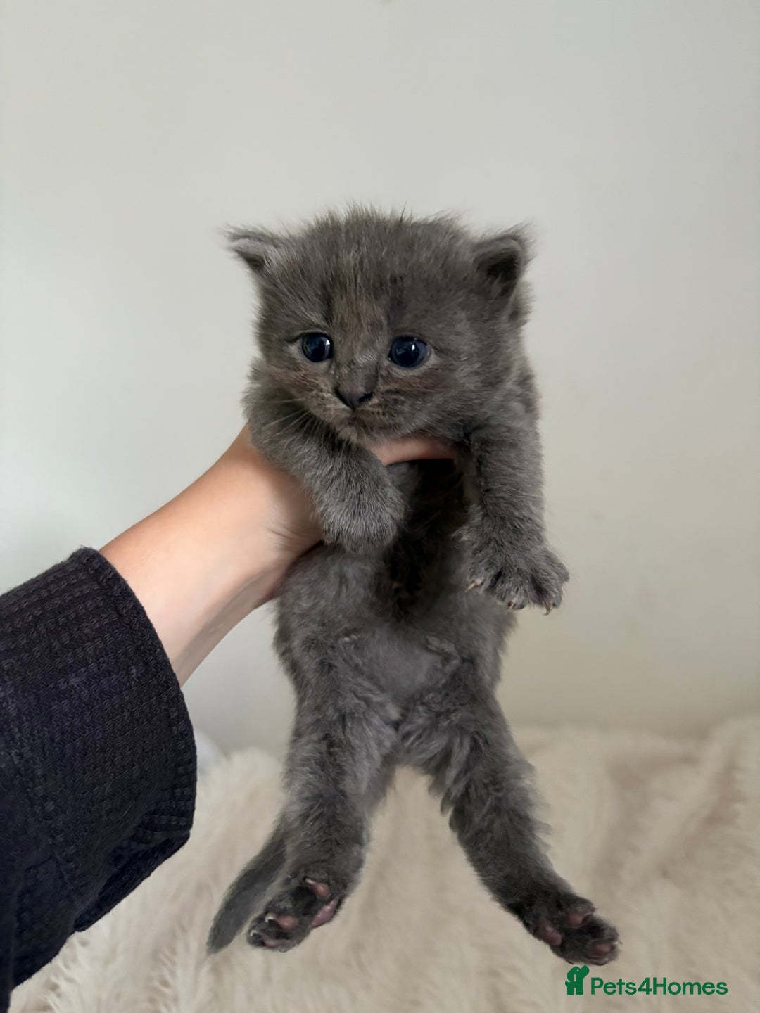 British Longhair cats for sale: 3 Grey British Longhair Kittens - Image 3