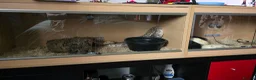 Python Snake reptiles for sale: Royal python - Advert 6