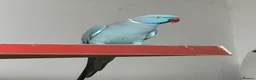 Ringnecks birds for sale:  for sale beautiful pair  - Advert 6
