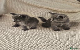 Russian Blue cats for sale: Beautiful Russian Blue cross kittens  - Image 6