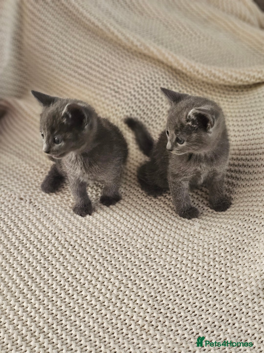 Russian Blue cats for sale: Beautiful Russian Blue cross kittens  - Image 6