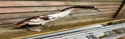 Ducks poultry for sale: 5 female ducks  in Petersfield - Advert 28