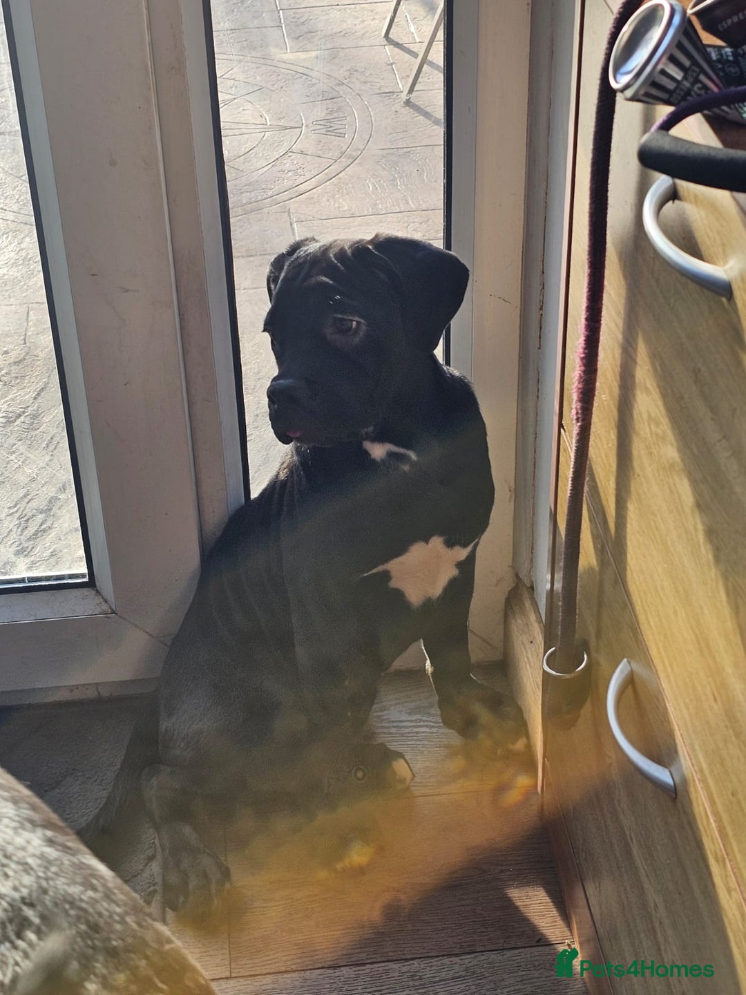 Cane Corso dogs for sale: Last remaining girl cane corso - Advert 12
