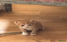British Shorthair cats for sale: Adorable kittens  - Image 10