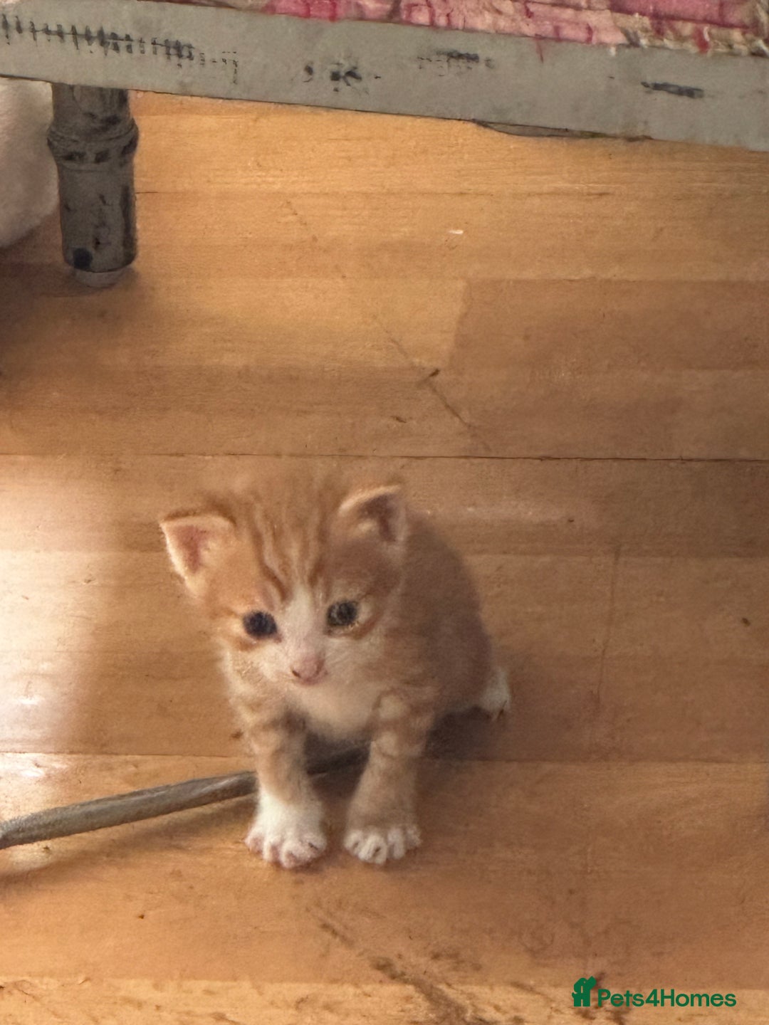 British Shorthair cats for sale: Adorable kittens  - Image 10