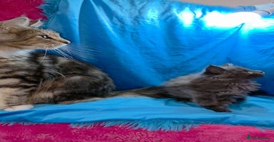 Maine Coon cats - Advert 6