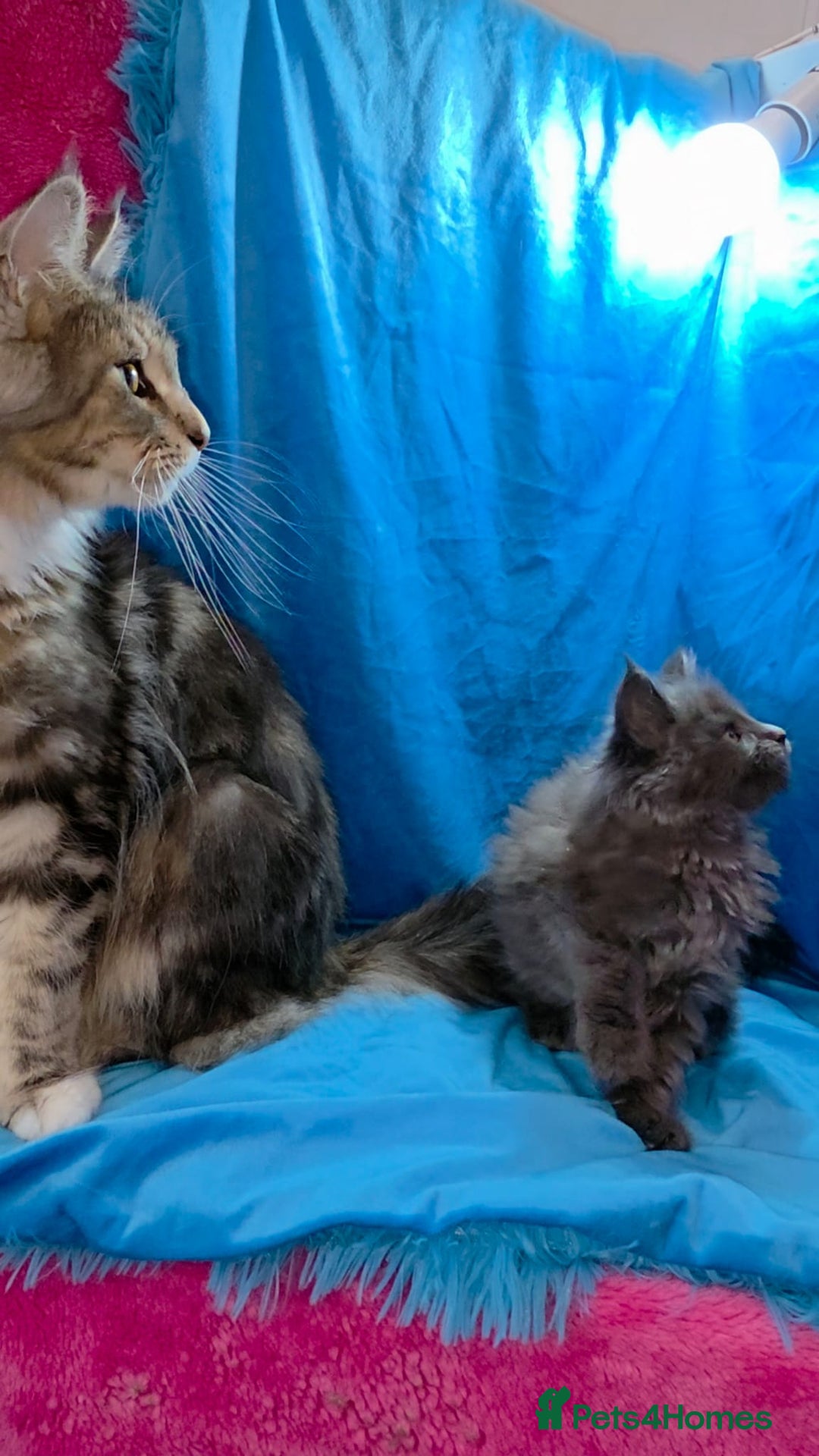 Maine Coon cats for sale: Ready December TICA beautiful Maine Coon Kittens  - Image 16