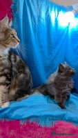 Maine Coon cats - Advert 6