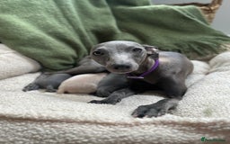 Italian Greyhound dogs for sale: Beautiful Italian greyhounds - Polish Bloodlines - Image 5