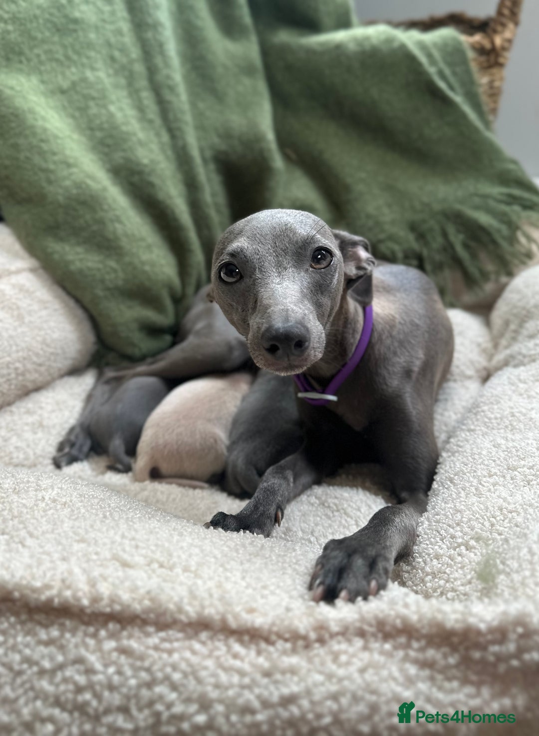 Italian Greyhound dogs for sale: Beautiful Italian greyhounds - Polish Bloodlines - Image 5