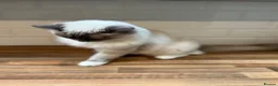 Ragdoll cats for sale: Handsome male Ragdoll for sale  - Advert 8