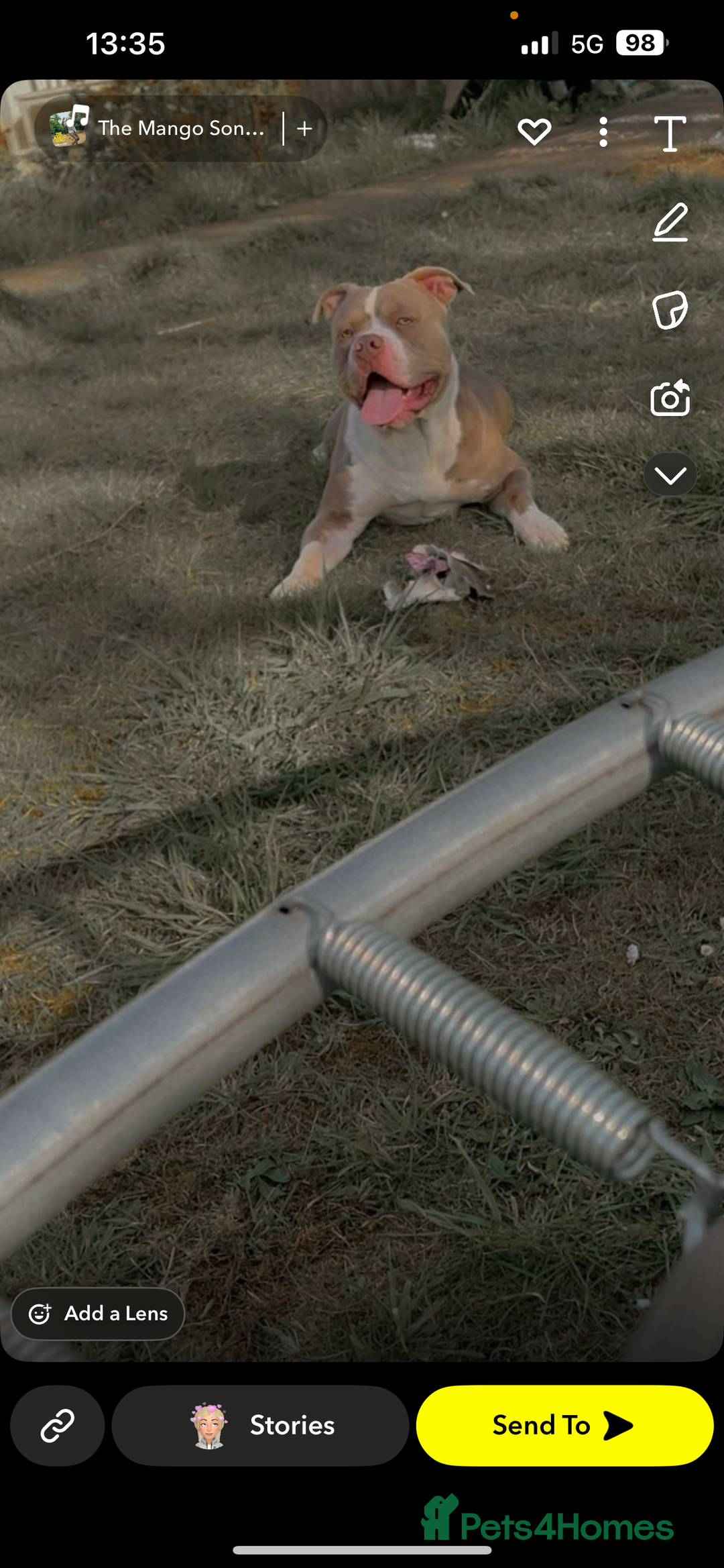 American Bully dogs for sale: Male American bully  - Image 2