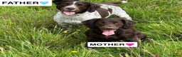 Sprocker dogs for sale: Sprocker X Springer Puppies  - Advert 5