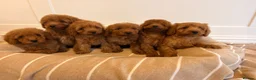 Labradoodle dogs for sale: LICENSED BREEDER TOY MINIATURE LABRADOODLES   - Advert 3