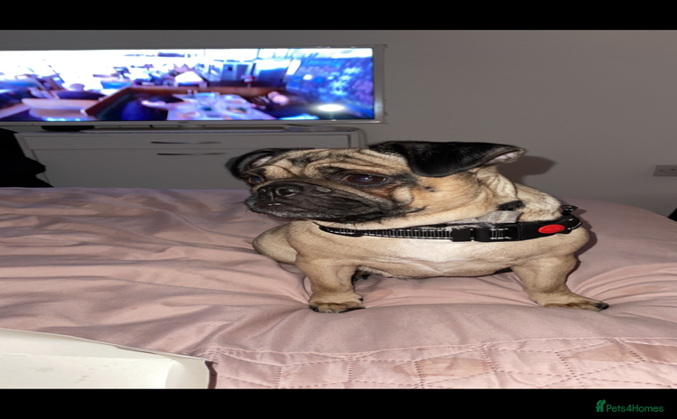 Pug dogs - Advert 2