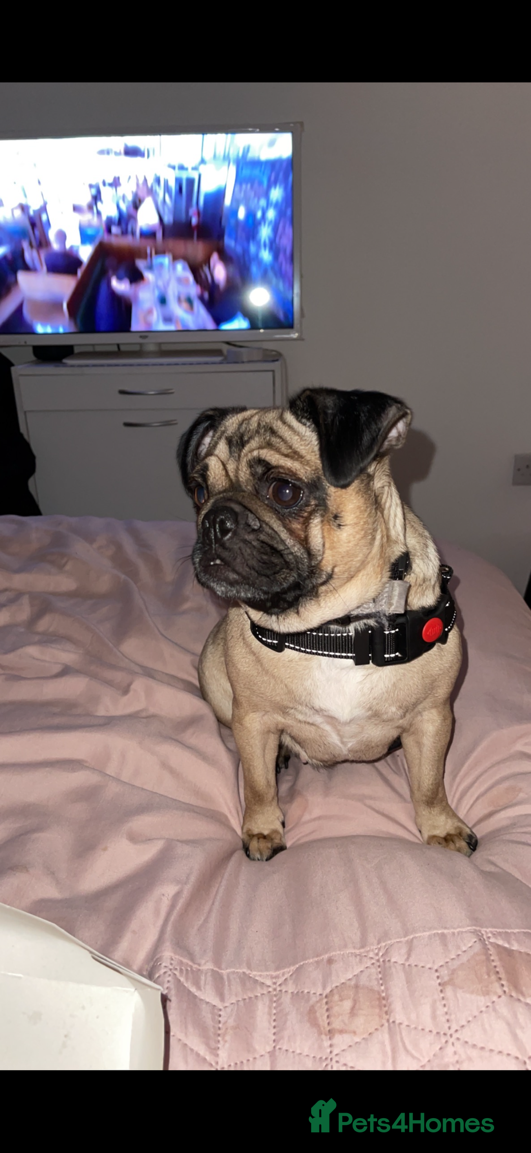 Pug dogs for sale: 🐾 Loving Home Needed for Minnie 🐾 - Image 1