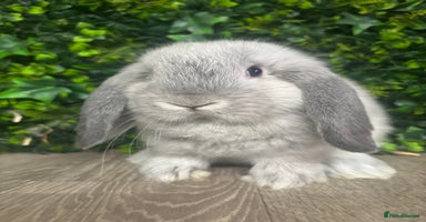 Mini Lop rabbits - Advert 13