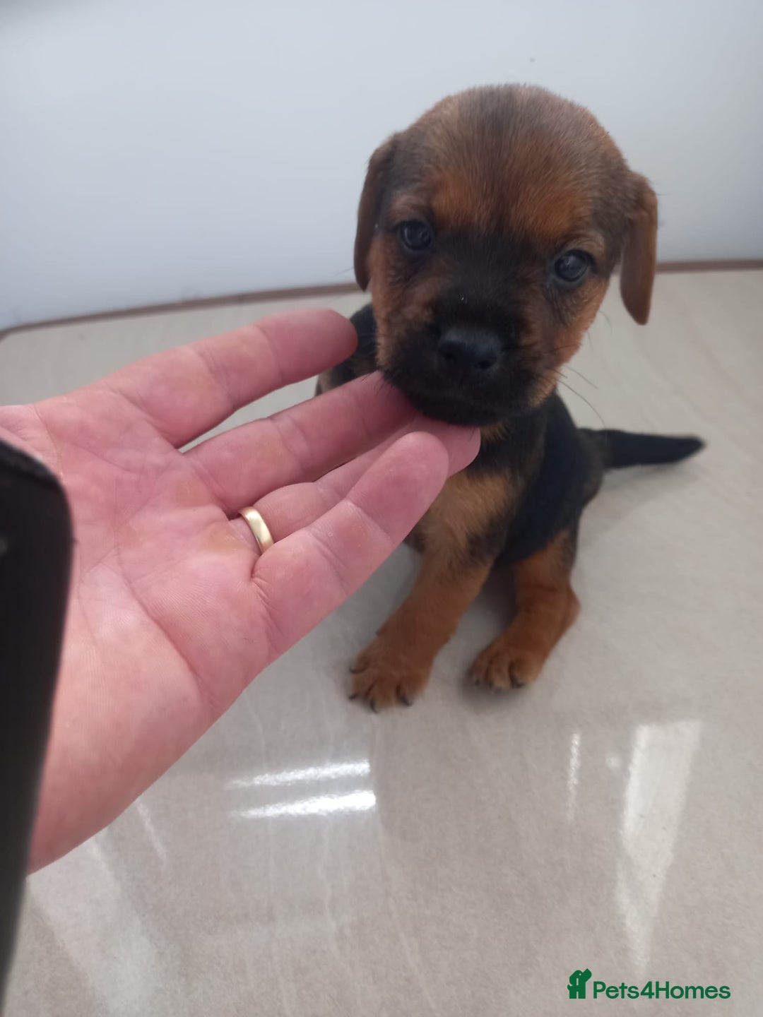 Mixed Breed dogs for sale: Patterdale x border terrier  - Image 15