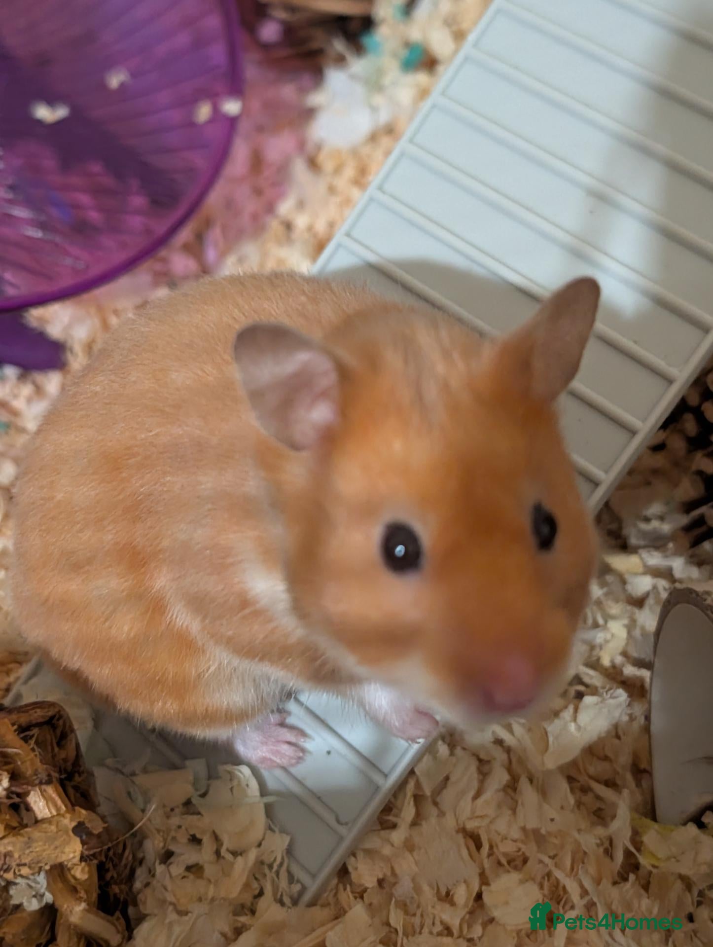 Hamster rodents Syrian Hamster + set up  - Advert 1