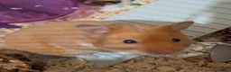 Hamster rodents for sale: Syrian Hamster + set up  - Advert 1