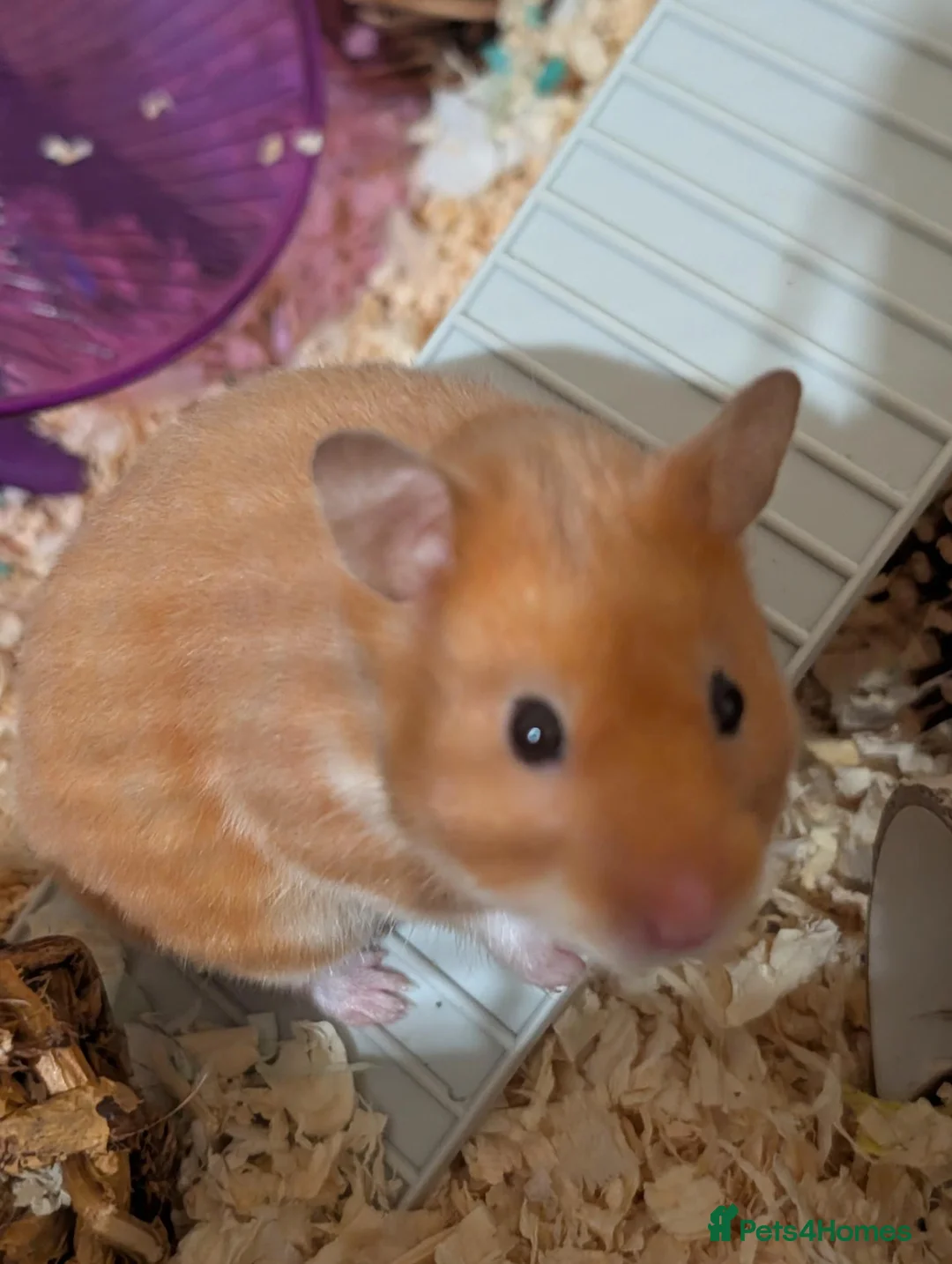 Hamster rodents for sale: Syrian Hamster + set up  - Advert 1
