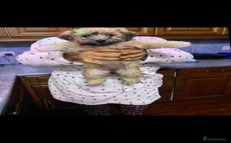 Maltese dogs Havanese - Advert 14