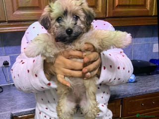 Maltese dogs Havanese - Advert 7